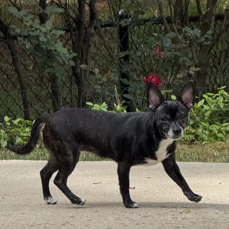 An adult small-sized female Black Chihuahua dog named Sophie for adoption in Pine Mountain, GA