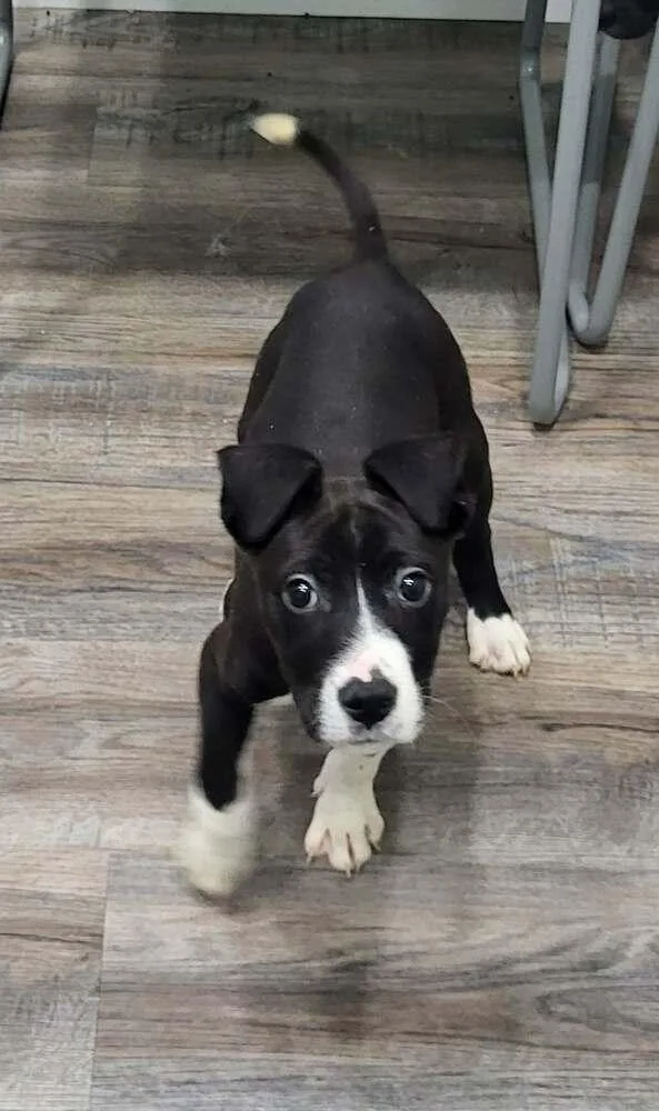 A baby medium-sized male Tricolor (Brown, Black, & White) Boxer dog named Rowdi for adoption in Pottstown, PA