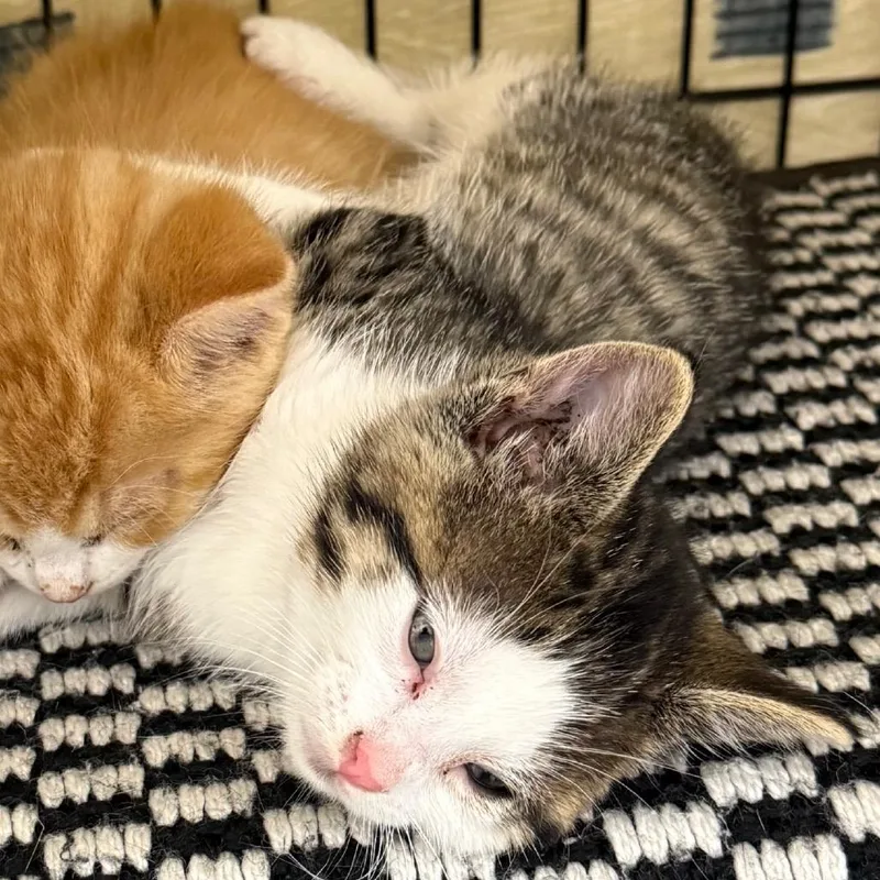 A baby small-sized male White Domestic Short Hair cat named Tango for adoption in Bismarck, ND