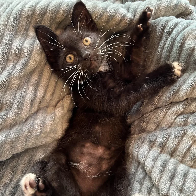 A baby small-sized female Black Domestic Medium Hair cat named Eloise for adoption in Tacoma, WA