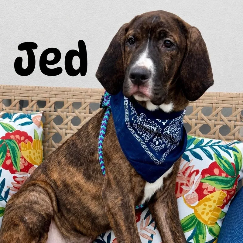 Jed