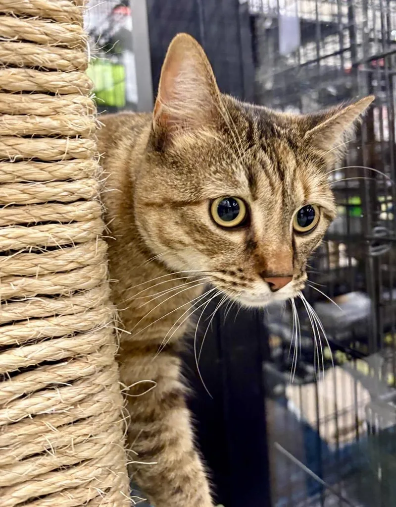 An adult medium-sized female Domestic Medium Hair cat named Palisades for adoption in San Juan Capistrano, CA