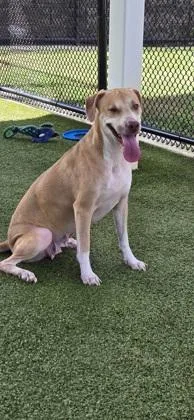 An adult large-sized female Retriever dog named Fox for adoption in Daphne, AL