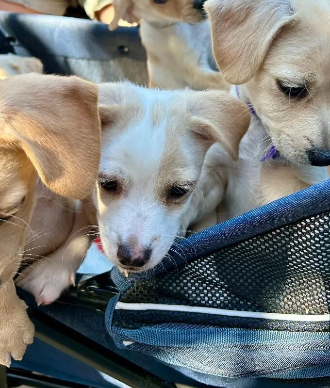 A baby small-sized male White / Cream Mixed Breed dog named Jefree for adoption in Van Nuys, CA