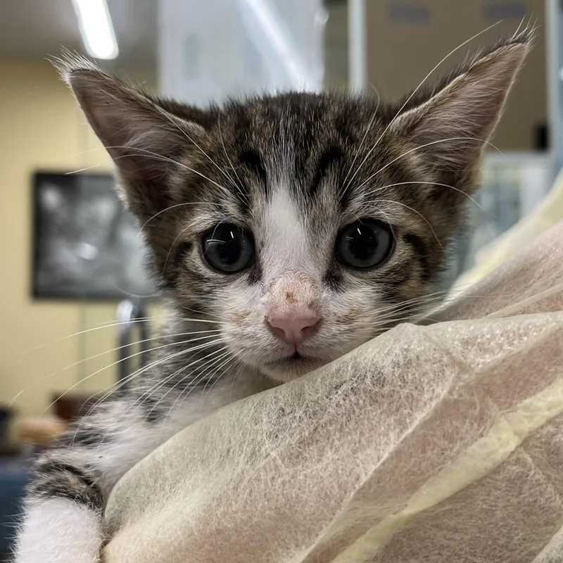 A baby small-sized male Brown / Chocolate Domestic Short Hair cat named Pesto for adoption in West Palm Beach, FL