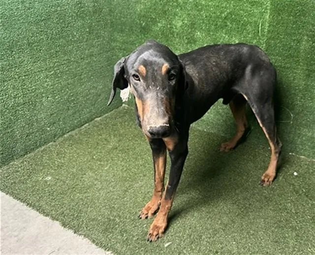 A young large-sized male Doberman Pinscher dog named Dean for adoption in Lancaster, CA