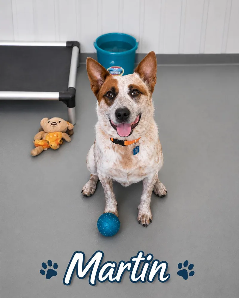 A young medium-sized male Australian Cattle Dog / Blue Heeler dog named Martin for adoption in Momence, IL