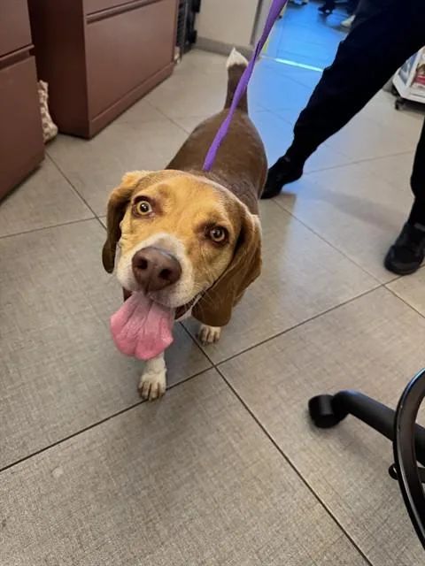 An adult medium-sized male Beagle dog named Unknown for adoption in Rancho Cucamonga, CA