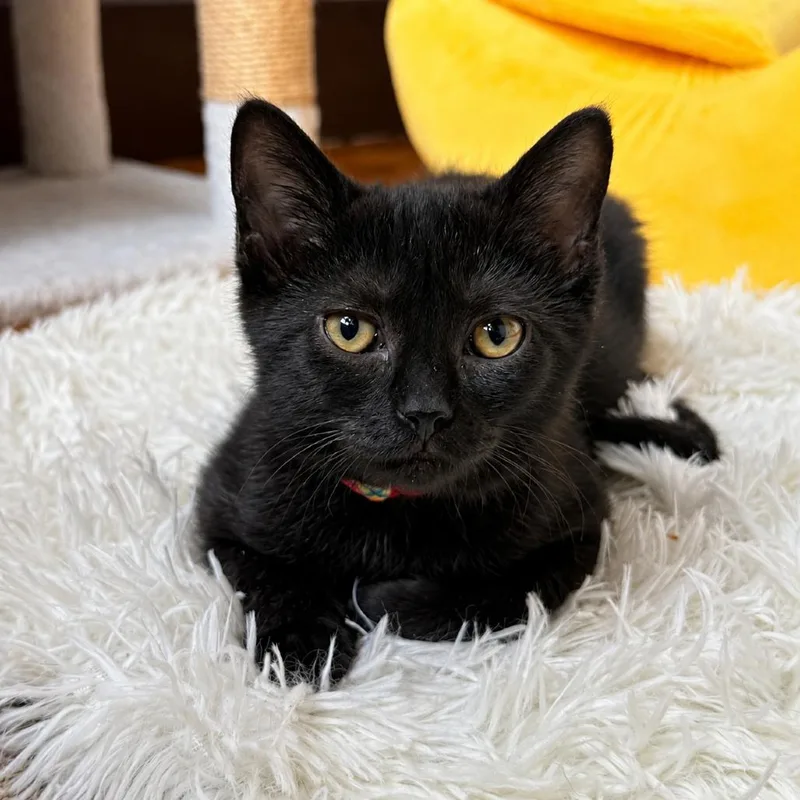A baby small-sized male Black Domestic Short Hair cat named Casper for adoption in Gibsonia, PA
