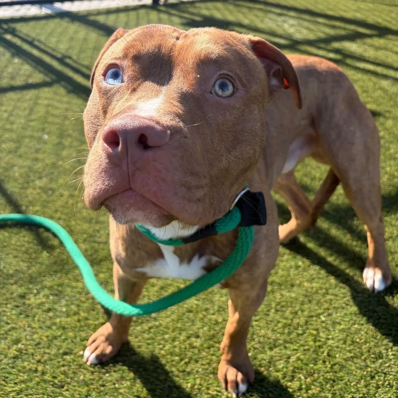 An adult medium-sized male White / Cream Mixed Breed dog named Brindley for adoption in Philadelphia, PA