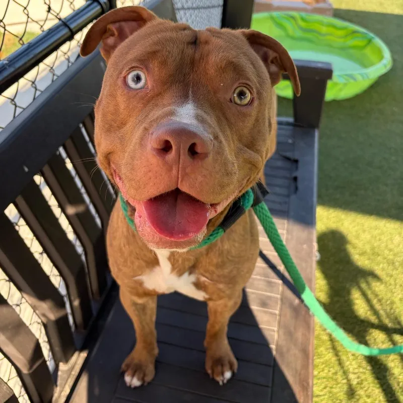 Brindley thumbnail 2