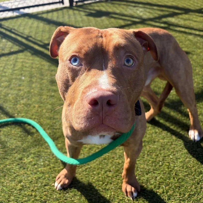 Brindley thumbnail 3