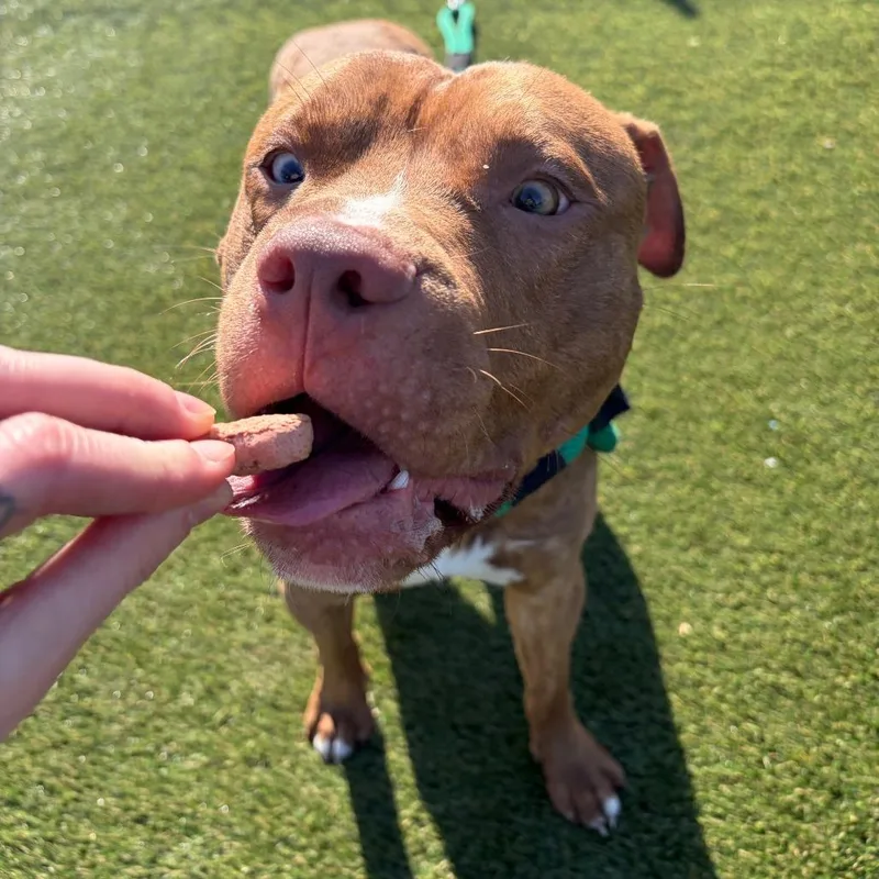 Brindley thumbnail 4