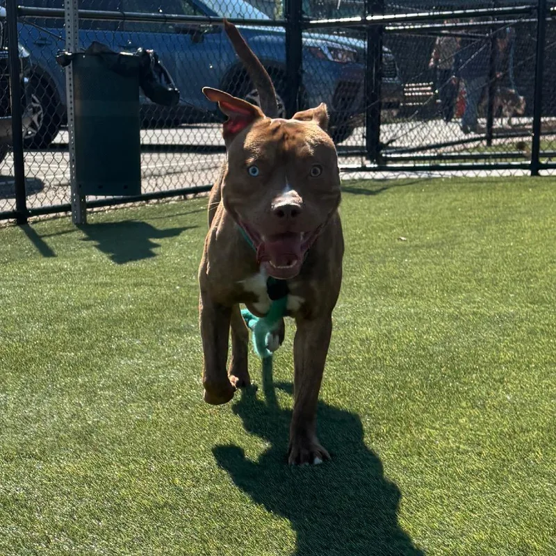 Brindley thumbnail 6