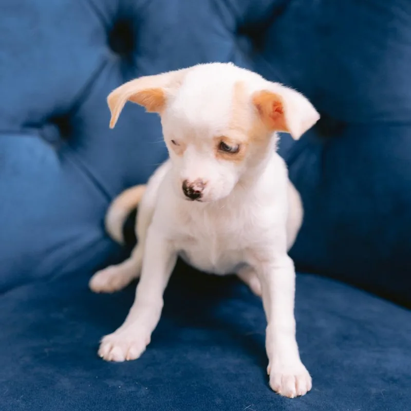 A baby small-sized female Chihuahua dog named Rosita for adoption in Zionsville, IN