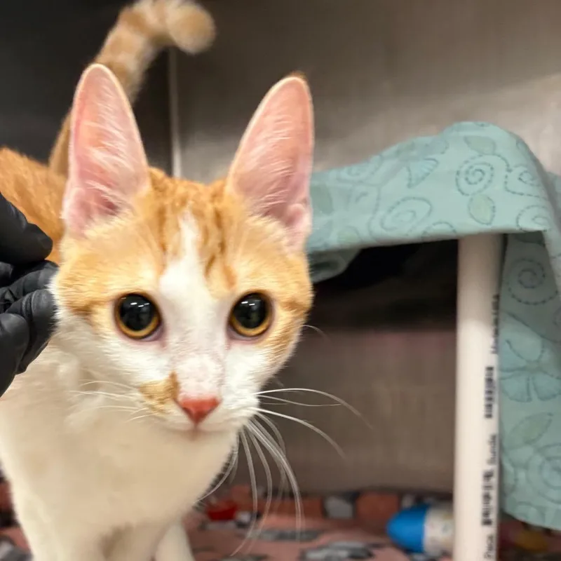 A young medium-sized female Orange / Red Domestic Short Hair cat named Cupcake for adoption in West Palm Beach, FL