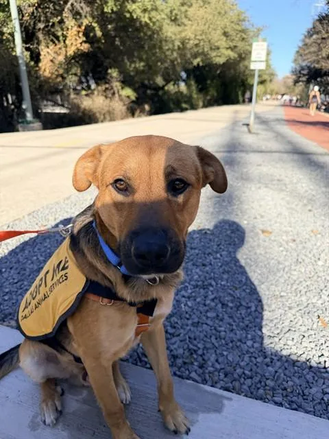 A young large-sized male Mixed Breed dog named Max for adoption in Dallas, TX