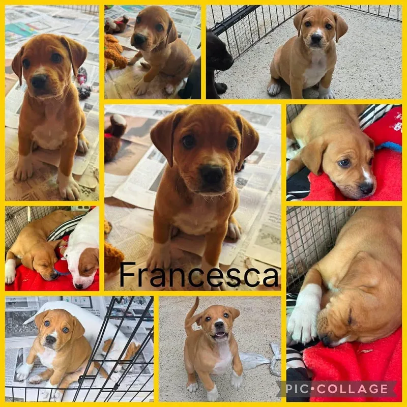 A baby medium-sized female Apricot / Beige Hound dog named Francesca for adoption in Forked River, NJ