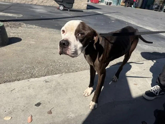 An adult medium-sized male Pit Bull Terrier dog named Chappie for adoption in San Bernardino, CA