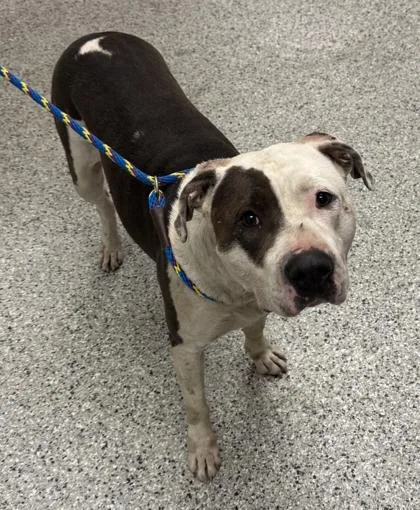 An adult extra large-sized female Gray / Blue / Silver Pit Bull Terrier dog named Primrose for adoption in Kansas City, MO