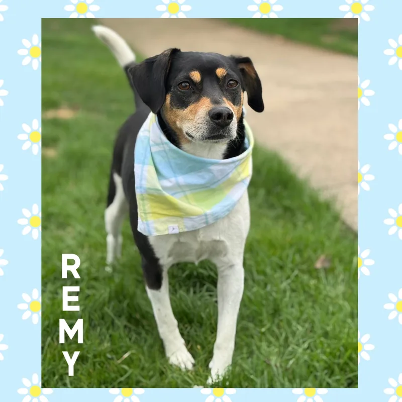 An adult small-sized male Tricolor (Brown, Black, & White) Beagle dog named Remy for adoption in Mokena, IL
