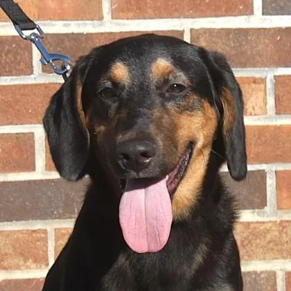 A young medium-sized male Dachshund dog named Harley for adoption in Elk Grove Village, IL