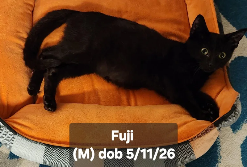 A baby medium-sized male Black Domestic Short Hair cat named Fuji for adoption in Trenton, NJ