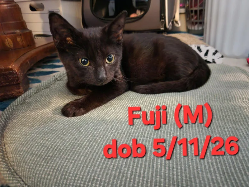 Fuji thumbnail 3
