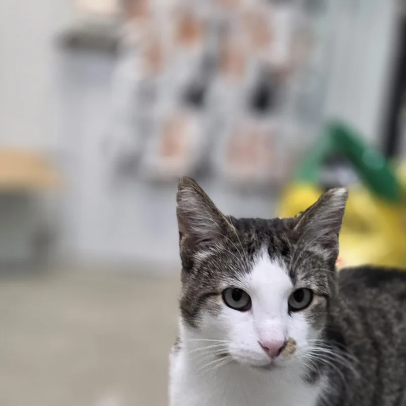 A young medium-sized male Tabby (Gray / Blue / Silver) Domestic Short Hair cat named Bruce Almighty for adoption in Hartville, OH