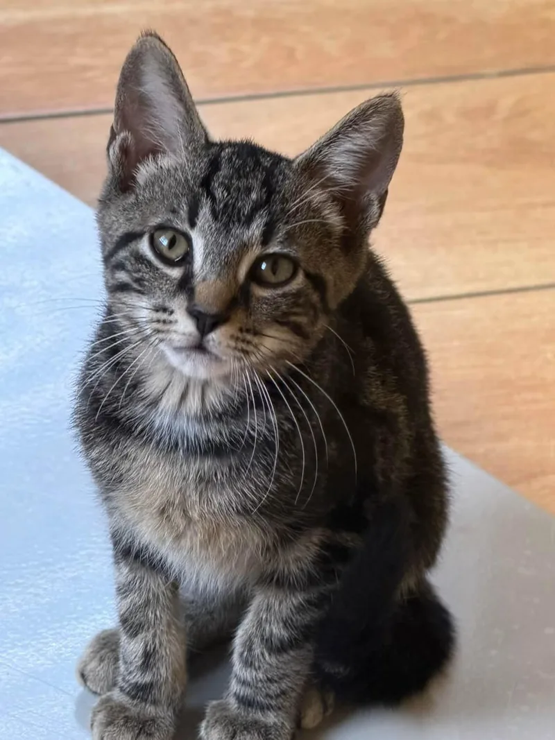 A baby medium-sized male Tabby cat named Nicky for adoption in Newark, NJ