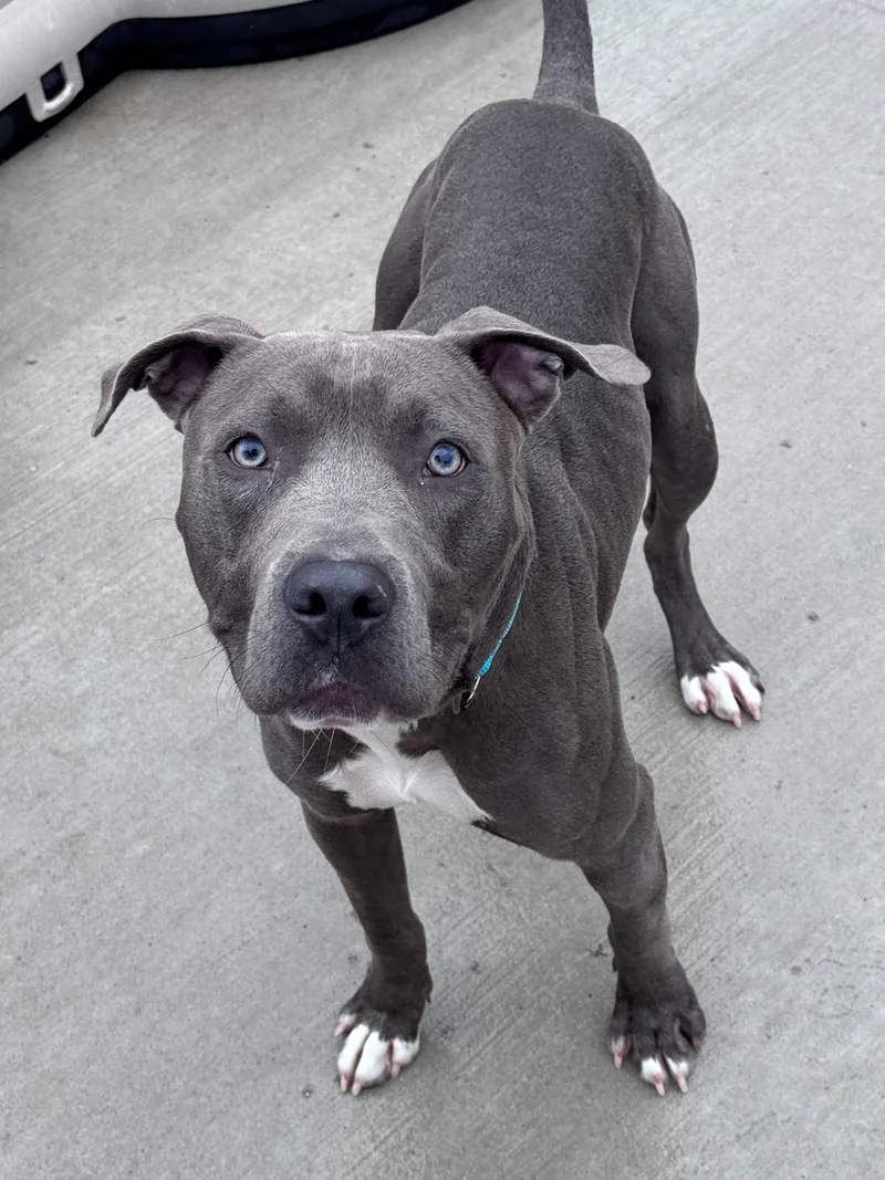 A young medium-sized male Gray / Blue / Silver Pit Bull Terrier dog named Kenny for adoption in Hackensack, MN