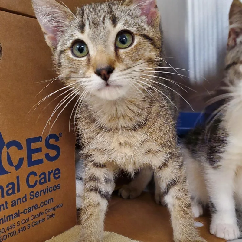 A baby small-sized male Domestic Short Hair cat named Simba for adoption in Novelty, OH