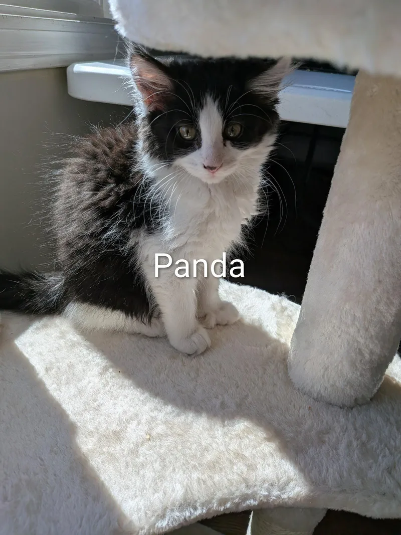 A baby medium-sized male Black & White / Tuxedo Domestic Long Hair cat named Skunk for adoption in Naugatuck, CT