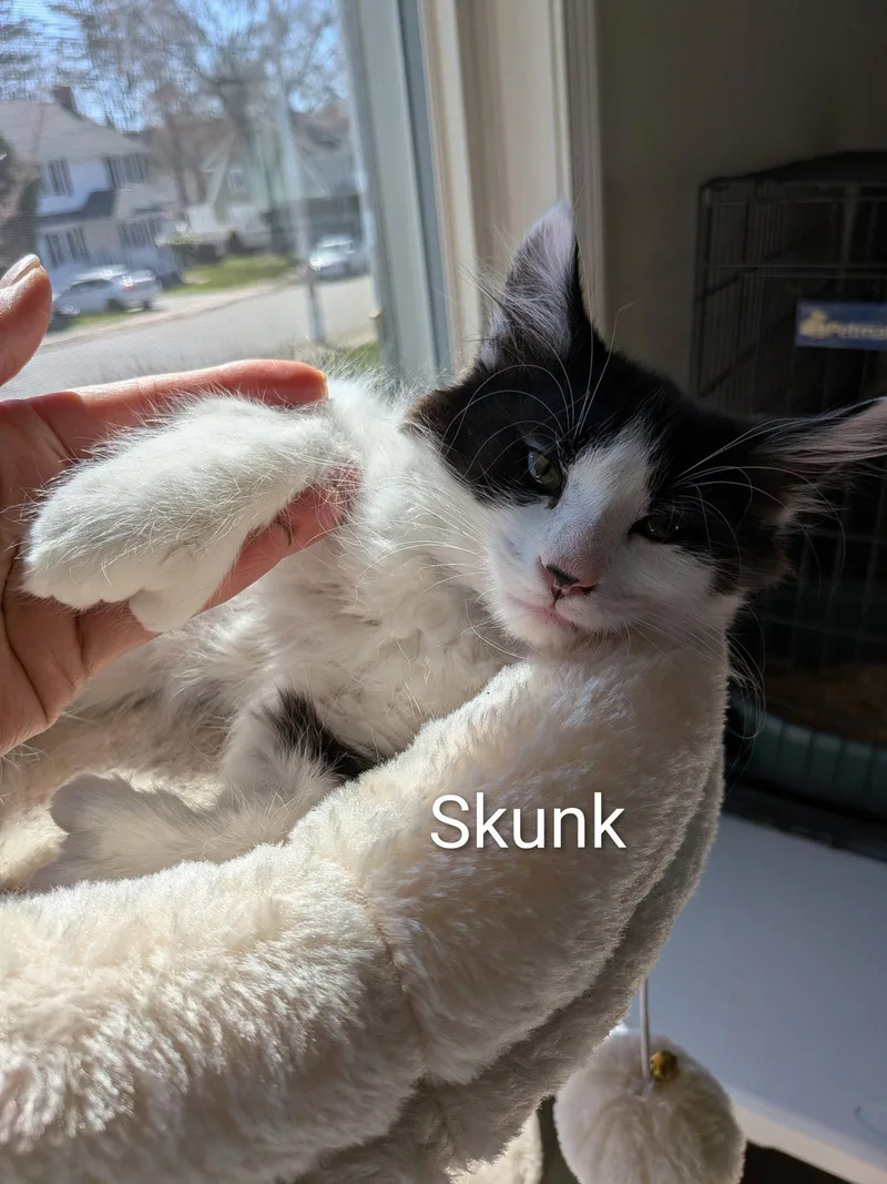 Skunk thumbnail 3