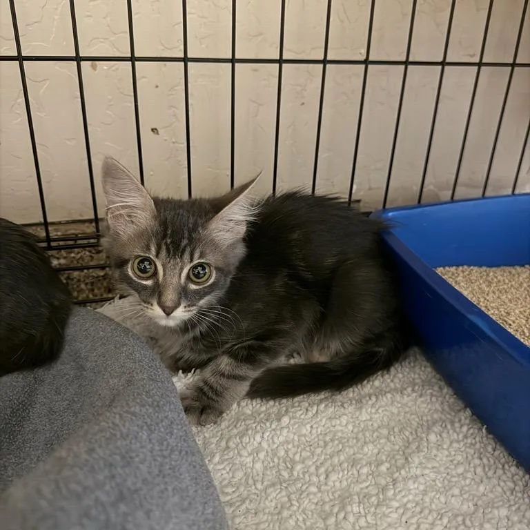 A baby small-sized male Domestic Short Hair cat named Argyle for adoption in Tempe, AZ