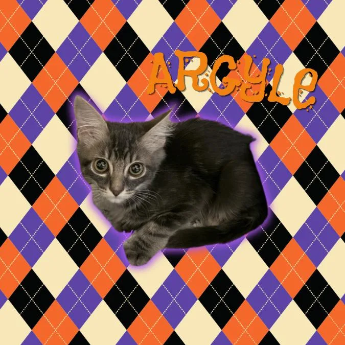 Argyle thumbnail 2