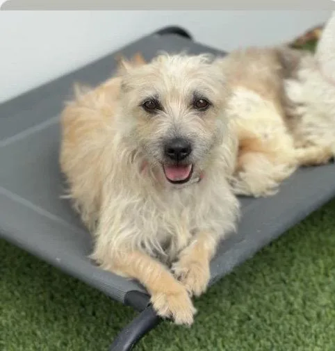 An adult medium-sized female Cairn Terrier dog named Mimi CA for adoption in Hillside, IL