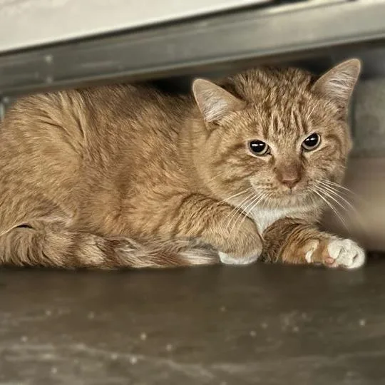 Howdy Doody thumbnail 2