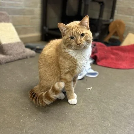 Howdy Doody thumbnail 3