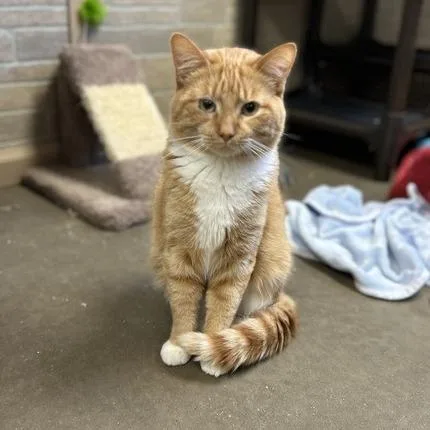 Howdy Doody thumbnail 4