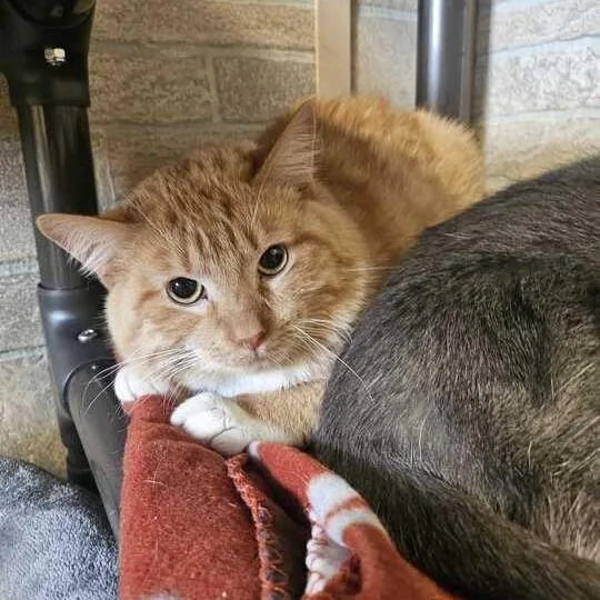 Howdy Doody thumbnail 5