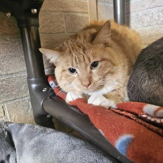 Howdy Doody thumbnail 6