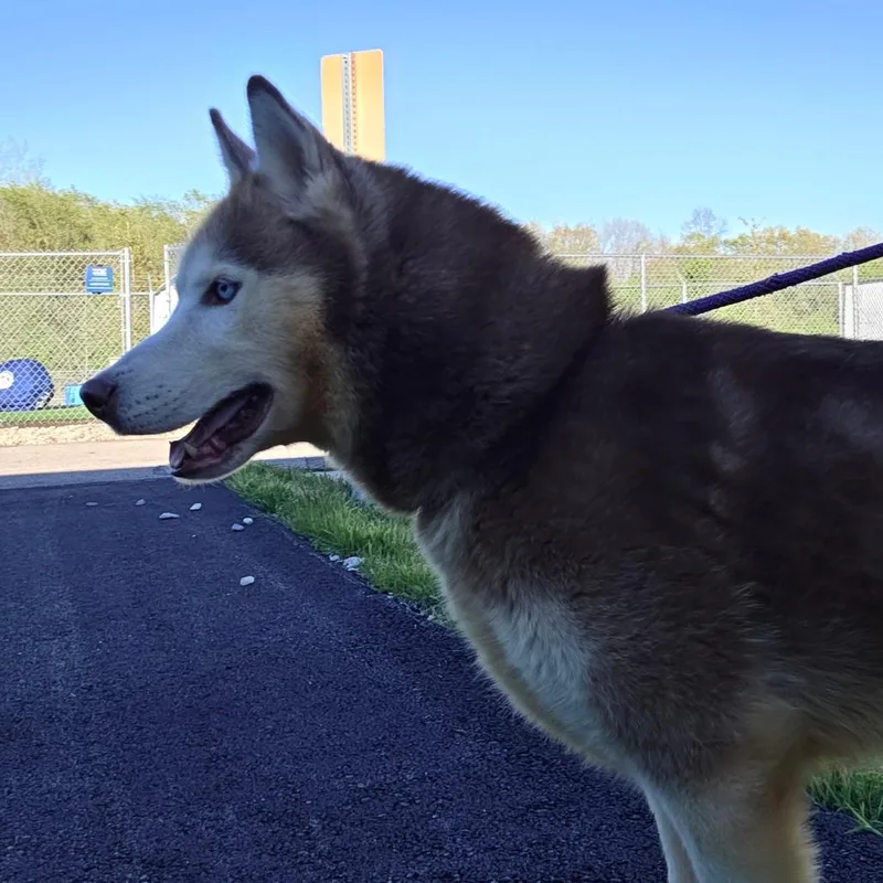 A senior medium-sized male Red / Chestnut / Orange Siberian Husky dog named Blaze for adoption in Bristol, IN
