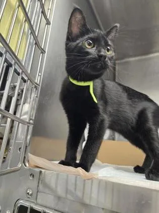 A young small-sized female Domestic Short Hair cat named Gillian for adoption in Roseville, CA