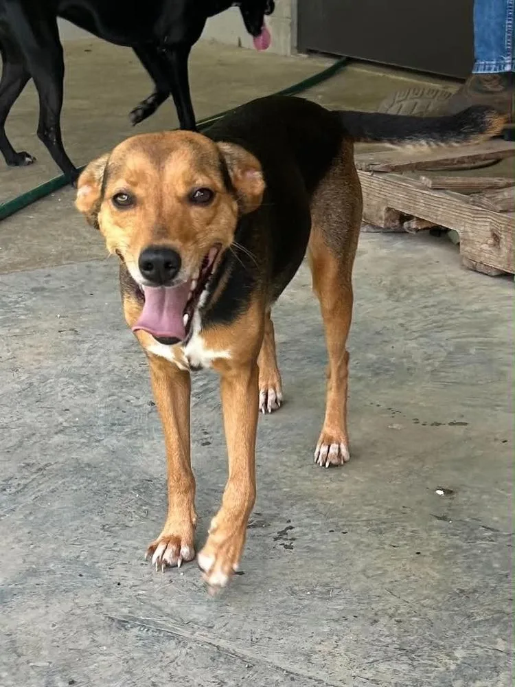 An adult medium-sized female Feist dog named Tribeca for adoption in Elmsford, NY