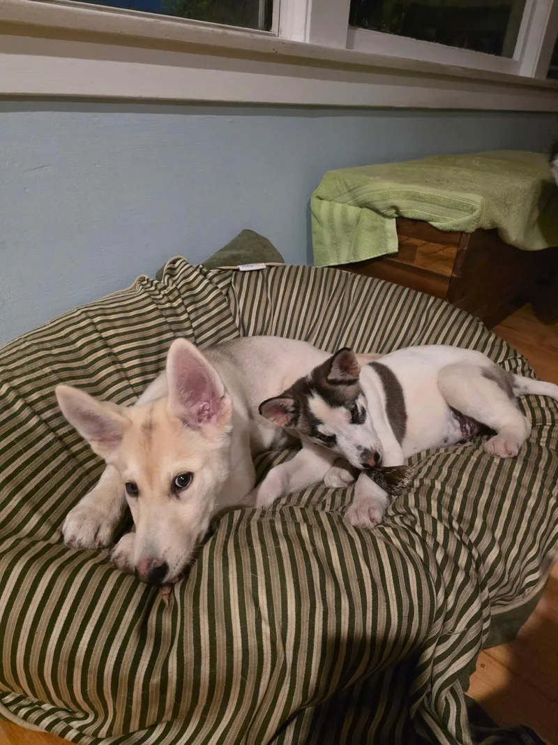 A baby medium-sized male Husky dog named Kane for adoption in Rancho Palos Verdes, CA