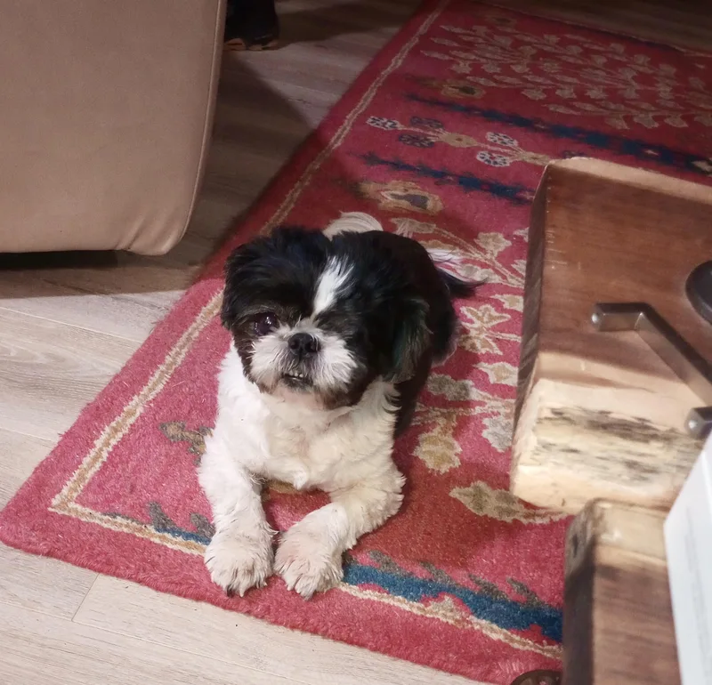 A senior small-sized female Black Shih Tzu dog named Ollie for adoption in Cincinnati, OH