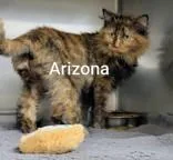An adult medium-sized female Dilute Tortoiseshell Domestic Medium Hair cat named Arizona for adoption in Moline, IL