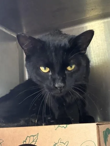 An adult medium-sized male Domestic Short Hair cat named Clawdio for adoption in West Chester, PA