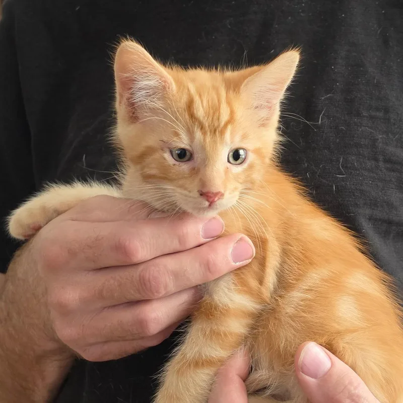 A baby medium-sized male Orange / Red Domestic Medium Hair cat named Russett for adoption in San Jose, CA